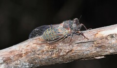 Atrapsalta furcilla