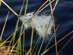 Eriophorum