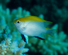 Neoglyphidodon melas