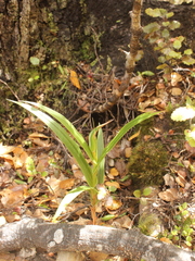 Pterostylis banksii