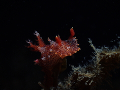 Plocamopherus imperialis