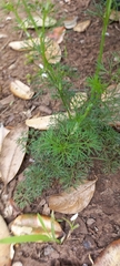 Cyclospermum