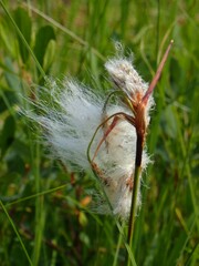 Eriophorum