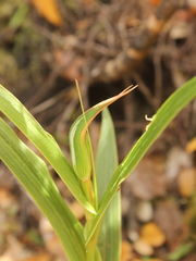 Pterostylis banksii