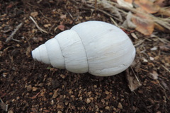 Lissachatina fulica