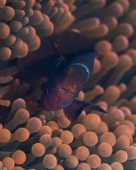 Amphiprion biaculeatus