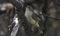 Acanthiza reguloides