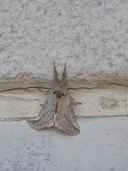 Albarracina warionis