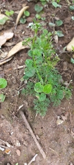 Cyclospermum