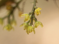 Drymoanthus flavus