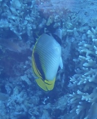 Chaetodon lineolatus