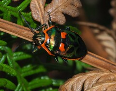 Scutiphora pedicellata