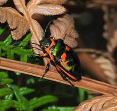 Scutiphora pedicellata