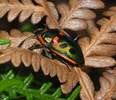 Scutiphora pedicellata