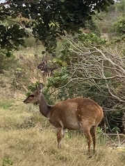 Tragelaphus sylvaticus sylvaticus