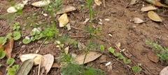 Cyclospermum