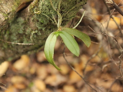 Drymoanthus adversus