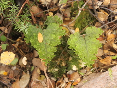 Hymenophyllum scabrum