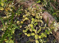 Cerastium glomeratum