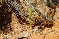 Microtis arenaria