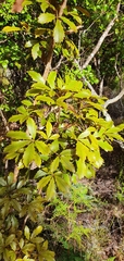 Pseudopanax discolor