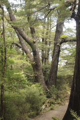 Nothofagus truncata