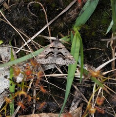Dichromodes atrosignata