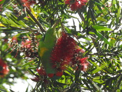 Glossopsitta concinna