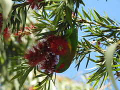 Glossopsitta concinna