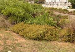 Tetragonia