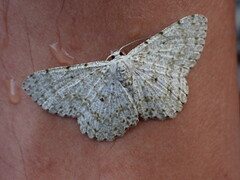 Catoria sublavaria