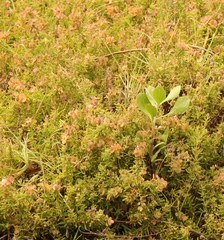 Tetragonia