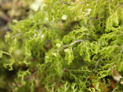 Hymenophyllum multifidum