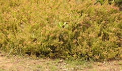 Tetragonia