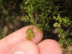 Hymenophyllum multifidum