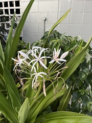 Crinum pedunculatum