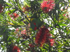 Glossopsitta concinna