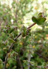 Drosanthemum parvifolium