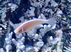 Amphiprion perideraion