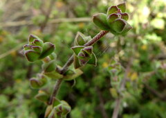 Drosanthemum parvifolium