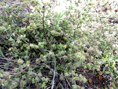 Drosanthemum parvifolium