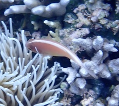 Amphiprion perideraion