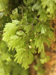 Hymenophyllum multifidum