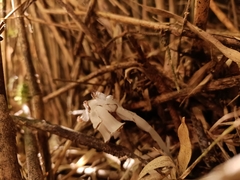 Monotropastrum humile