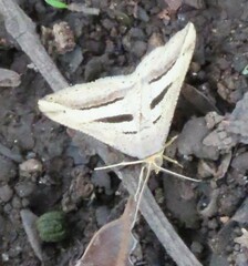 Chiasmia subcurvaria