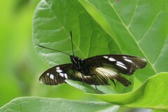 Pseudacraea lucretia