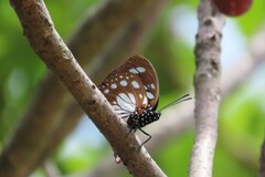 Charaxes wakefieldi