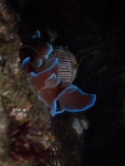 Hydatina physis