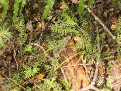 Lindsaea trichomanoides