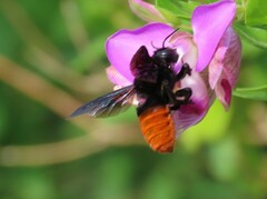 Megachilini